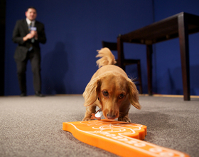 Jack nose best: CNY Central's very own canine celebrity picks SU sports results with impressive accuracy 