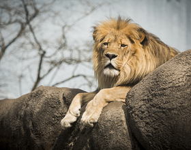 Can't be tamed: Rosamond Gifford Zoo offers wide variety of animal species, limited-time demonstrations 