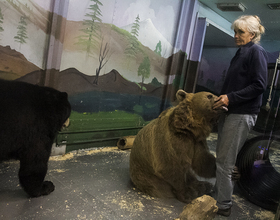 Couple raises bears like children