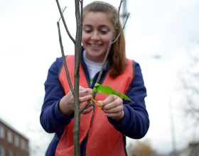 Volunteers plant trees around university neighborhood