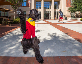 University of Southern California hires dog to calm stressed students