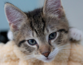 Gallery: Pawsitivitea gives rescue cats a chance at adoption