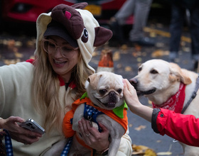 Gallery: Pawsitively perfect scenes from Westcott’s second annual Halloween Dog Parade