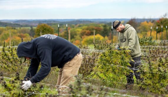 New York state’s 1st legal cannabis cultivations are underway