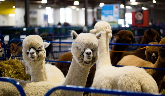 Alpacas from the Northeast come to NYS Fairgrounds for annual showcase