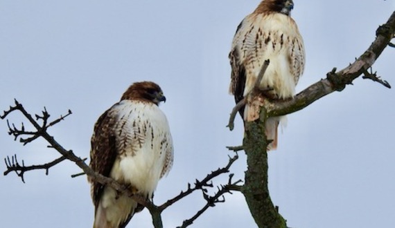 Red-tailed hawks Otto, SU-Sue found the hearts of locals