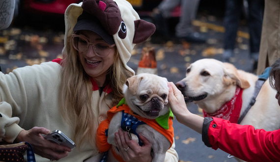 Gallery: Pawsitively perfect scenes from Westcott’s second annual Halloween Dog Parade