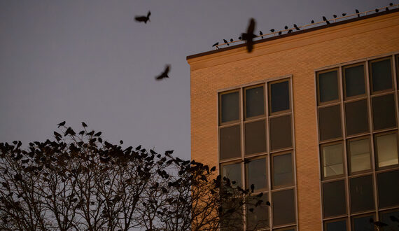 Syracuse’s crows are the &#8216;spirit and soul&#8217; of CNY