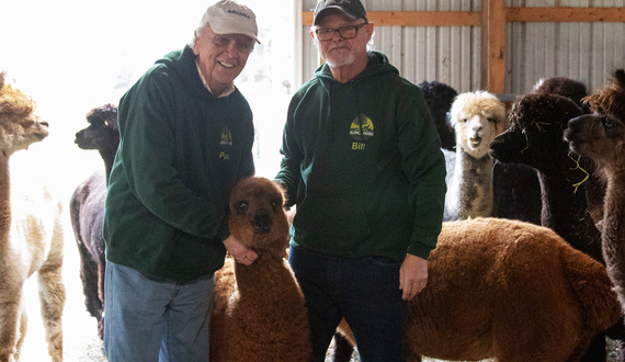 FLUFFY LOVE: 24 alpacas keep 40 years of love running strong