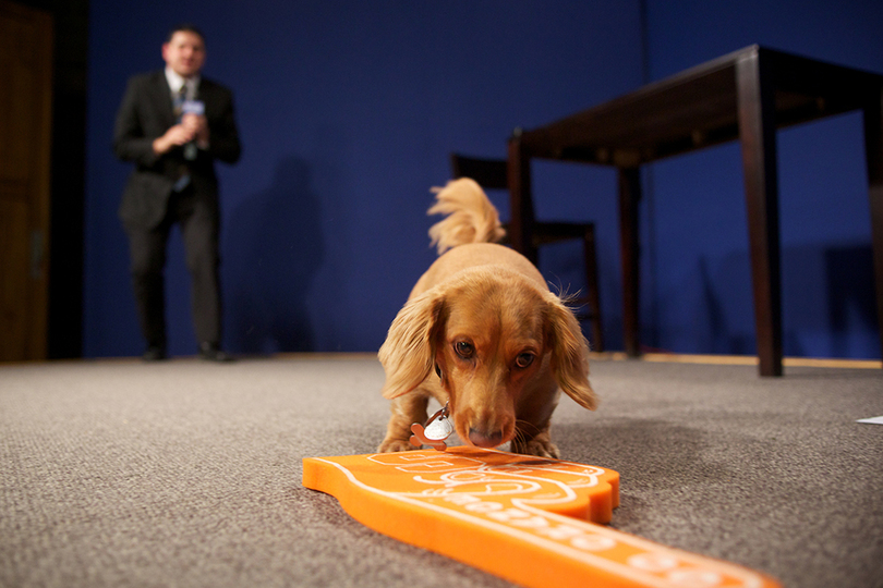 Jack nose best: CNY Central&#8217;s very own canine celebrity picks SU sports results with impressive accuracy