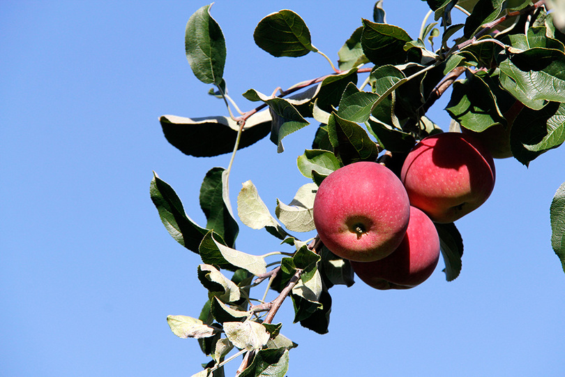 How &#8217;bout them apples: Apple Festival returns to SU, features food, vendors, exercise