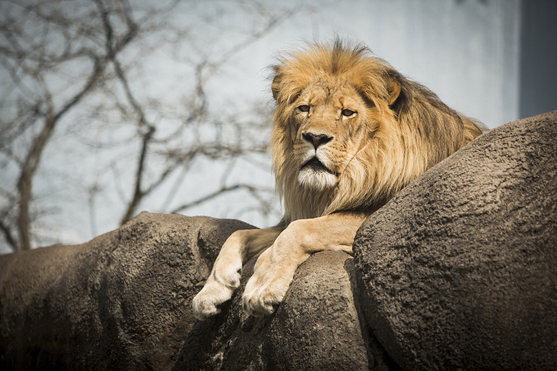 Can&#8217;t be tamed: Rosamond Gifford Zoo offers wide variety of animal species, limited-time demonstrations