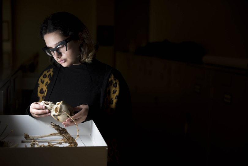 Bone to pick: Student works with 100-year-old samples from the Smithsonian