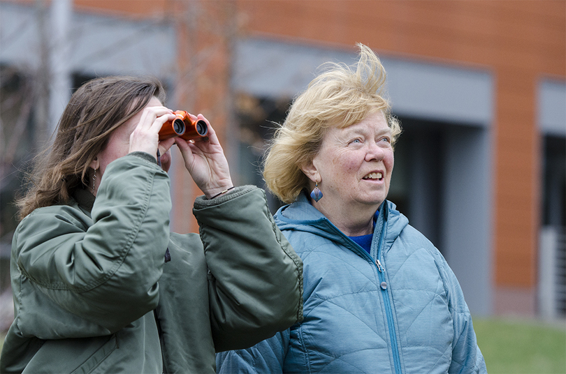 All eyes are on the red-tailed hawks nesting on Lyman Hall