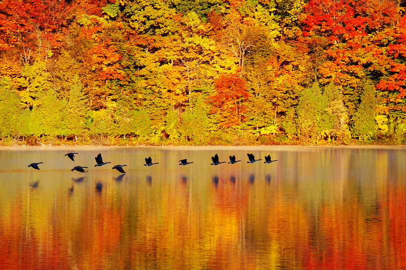 Baltimore Woods Nature Center opens virtual exhibit &#8216;Autumn: A Visual Feast of Images&#8217;