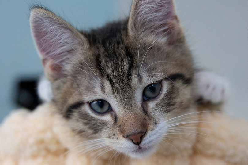 Gallery: Pawsitivitea gives rescue cats a chance at adoption