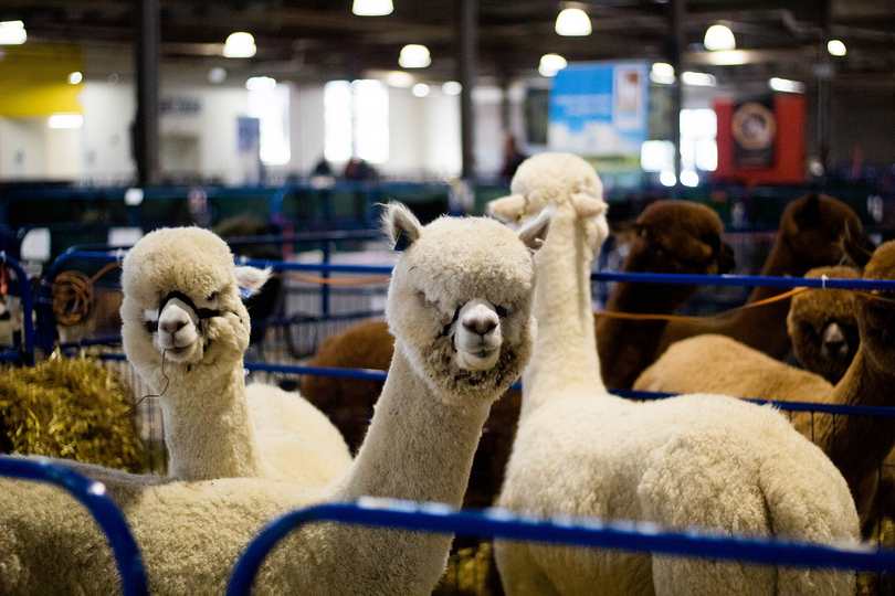 Alpacas from the Northeast come to NYS Fairgrounds for annual showcase